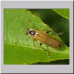 Cantharis decipiens - Weichkaefer 01.jpg